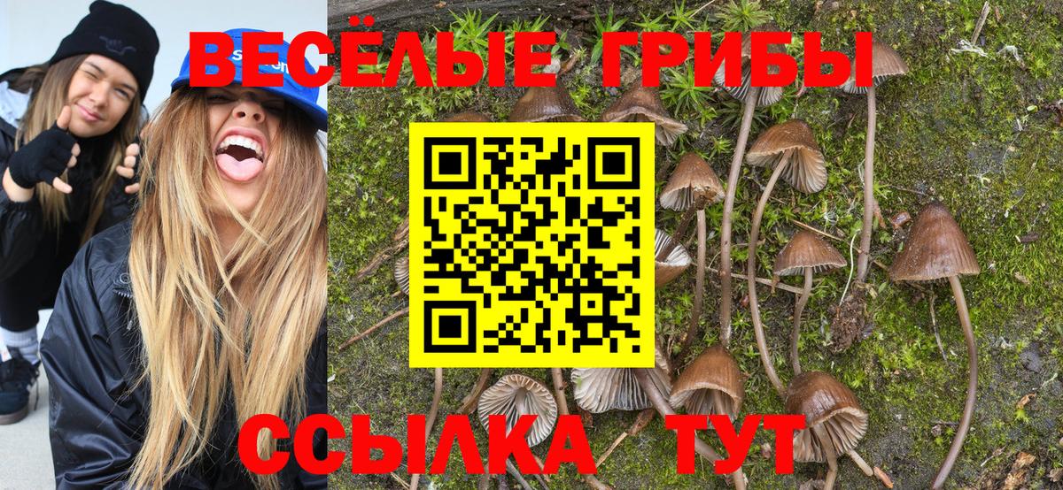 Псилоцибиновые грибы Psilocybe Ивантеевка